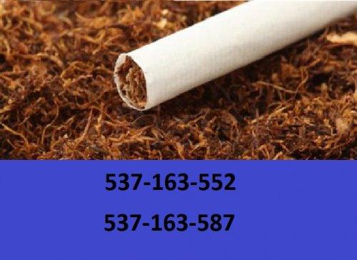 Tytoń papierosowy-ekstra jakość