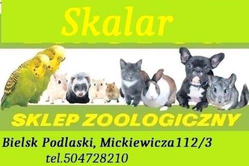 Skalar Sklep Zoologiczny, Karolina  Wysocka, Mickiewicza 112, Bielsk Podlaski (tel. 504728210)