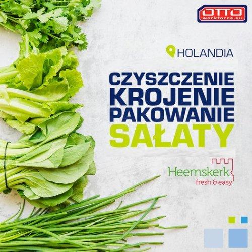 Produkcja / pakowanie sałaty - bez języka! (NL)